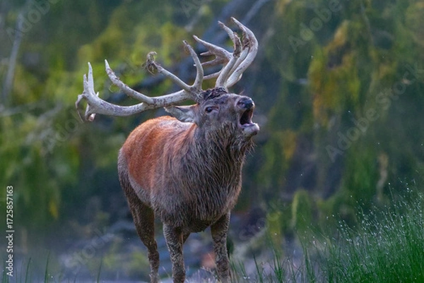 Obraz Brunftschrei Rothirsch