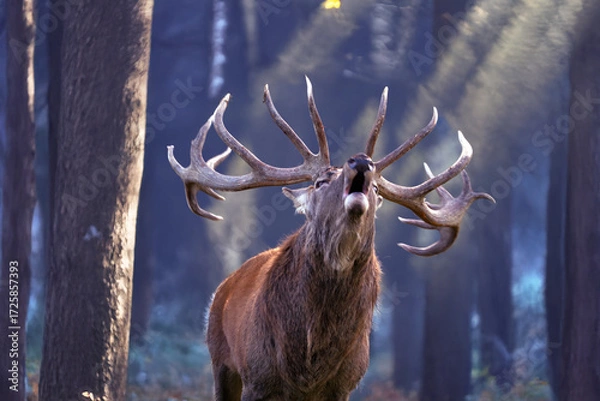 Obraz Röhrender Rothirsch