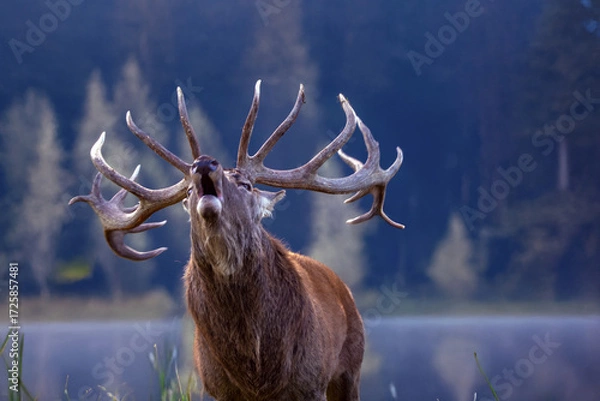 Obraz Schreiender Rothirsch