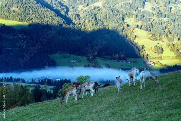 Obraz Damwild im Gebirge
