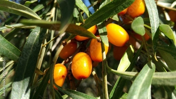 Fototapeta Ветка облепихи