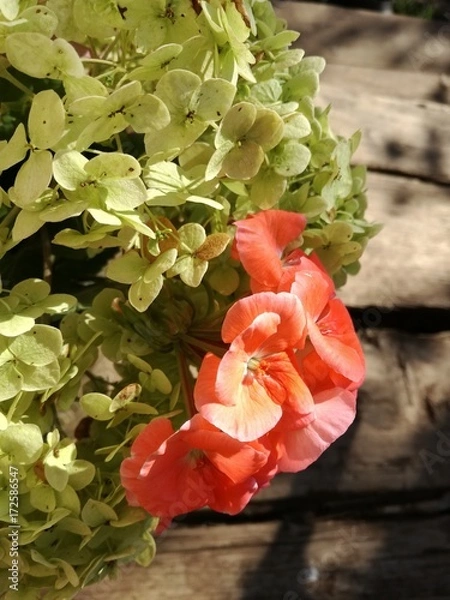 Fototapeta герань и гортензия