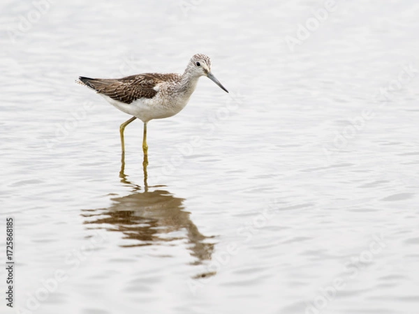 Obraz Greenshank, Tringa nebularia