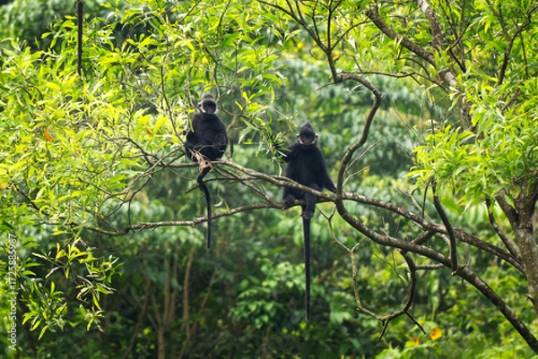 Fototapeta A rare group of hatinh langurs in their native habitat. A black langur with a crest and a white stripe on its head. An endangered Trachypithecus hatinhensis in a Vietnamese jungle.