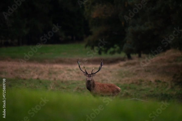 Fototapeta A red deer in the mating season. A deer during rutting season. A cervus elaphus in its natural habitat. 