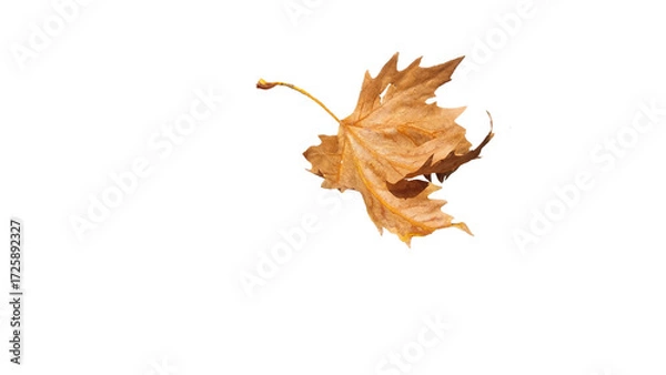 Fototapeta dry maple leaf