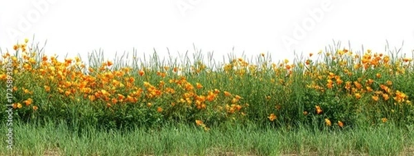 Obraz Orange and yellow wildflowers in a grassy border
