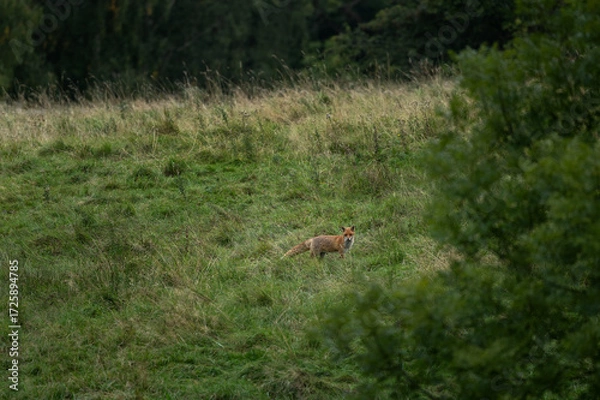Fototapeta A red fox is hunting in the meadow. A fox in its natural habitat.