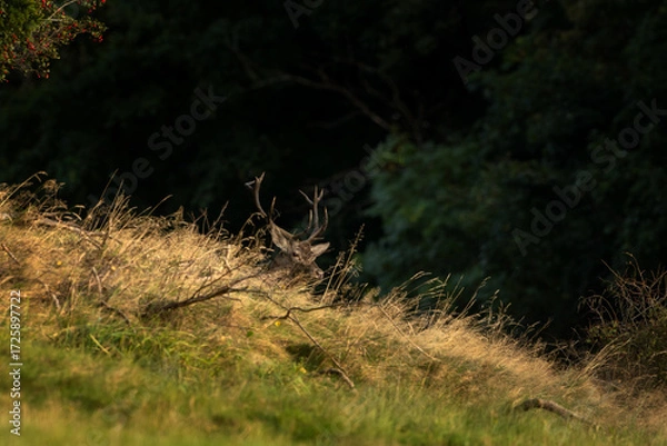 Fototapeta A red deer in the mating season. A deer during rutting season. A cervus elaphus in its natural habitat. 