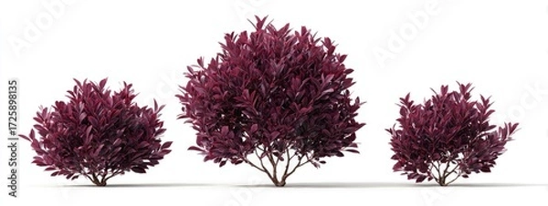 Obraz Three deep burgundy shrubs of varying sizes