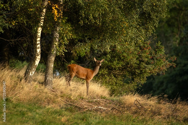 Fototapeta A red deer in the mating season. A deer during rutting season. A cervus elaphus in its natural habitat. 