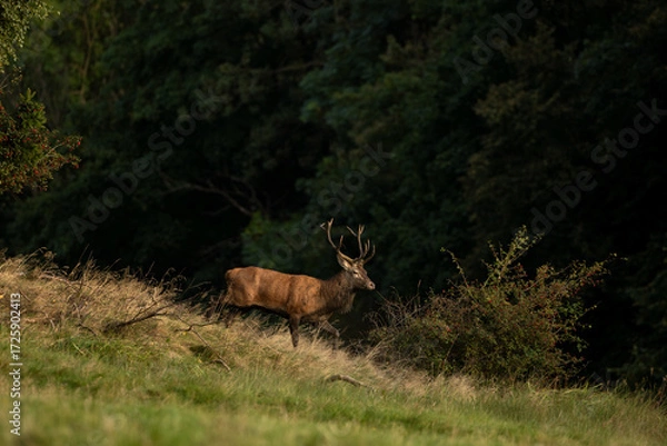 Fototapeta A red deer in the mating season. A deer during rutting season. A cervus elaphus in its natural habitat. 