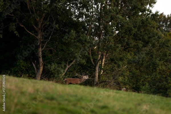 Fototapeta A red deer in the mating season. A deer during rutting season. A cervus elaphus in its natural habitat. 