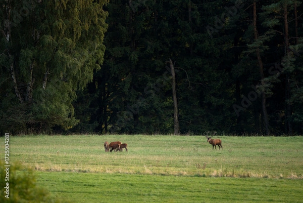 Fototapeta A red deer in the mating season. A deer during rutting season. A cervus elaphus in its natural habitat. 