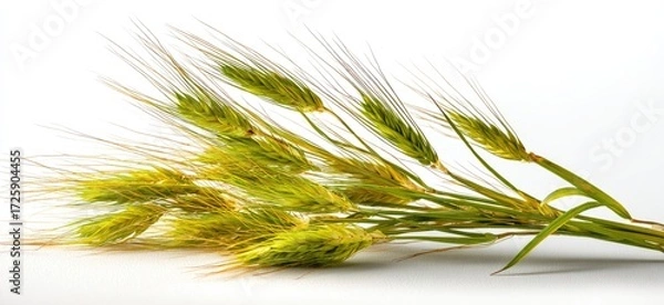 Obraz Close-up of a bunch of light-green wheat ears