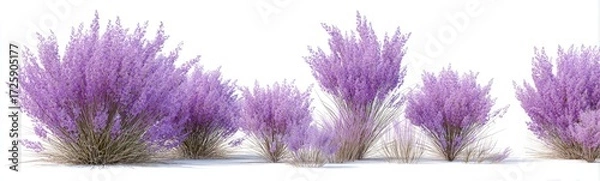 Obraz Multiple clusters of vibrant purple flowers, likely a type of shrub, presented in a horizontal arrangement against a white background.  The plants have a dense, bushy form