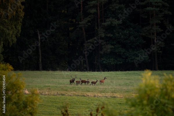 Fototapeta A red deer in the mating season. A deer during rutting season. A cervus elaphus in its natural habitat. 