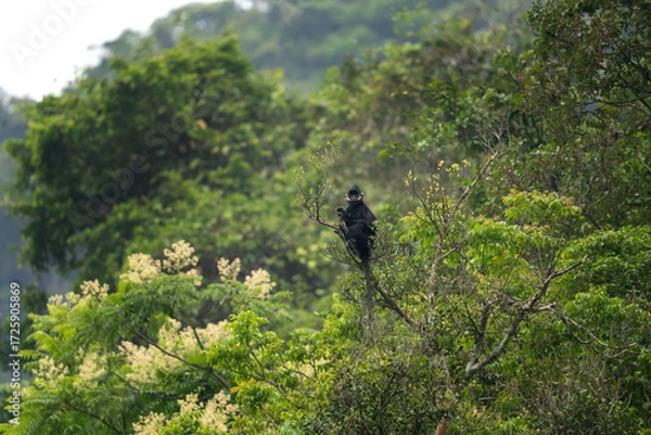 Fototapeta A rare group of hatinh langurs in their native habitat. A black langur with a crest and a white stripe on its head. An endangered Trachypithecus hatinhensis in a Vietnamese jungle.