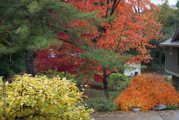 Obraz autumn trees in the park in CA, USA