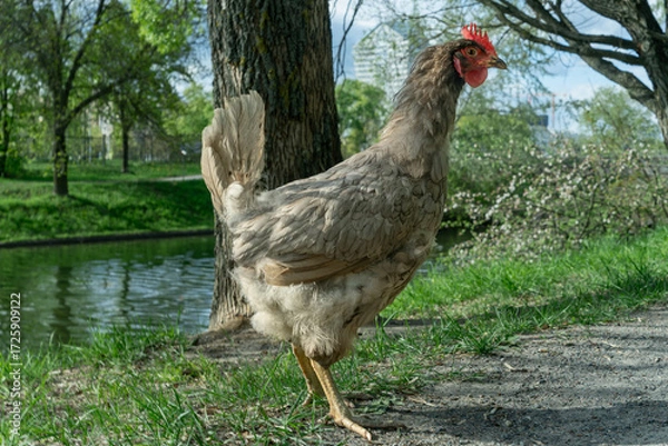 Obraz Charming Gray Chicken Gracefully Wandering Through a Lush Backyard Garden Bathed in Warm Spring Sunlight, Capturing the Essence of Rural Serenity and Nature's Beauty.