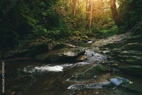 Fototapeta Mountain stream flowing over mossy stones and dark rocks in a dense, magical green forest with tall trees and bright sunbeams breaking through the canopy. Carpathians.