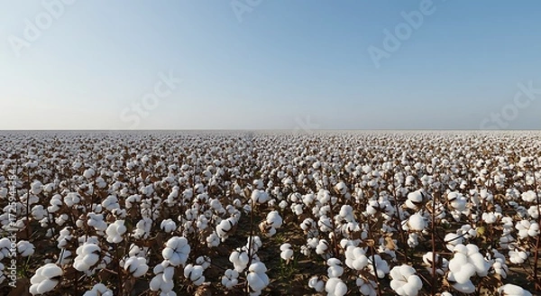 Obraz Cotton Field A vast expanse of fluffy cotton plants stretches towards the horizon under a clear sky, portraying a symbol of abundance, growth, and the raw materials of comfort