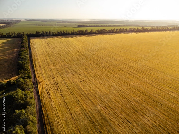 Fototapeta Aerial summer farmland scenery with golden wheat fields in warm sunlight