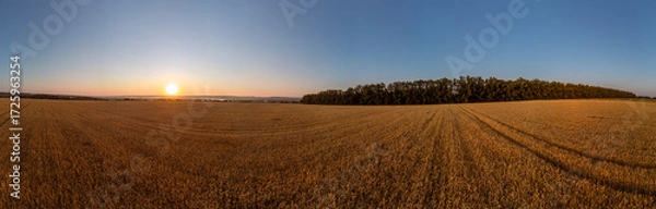 Fototapeta Wheat field panorama in golden tones with sun rising on clear blue sky in summer