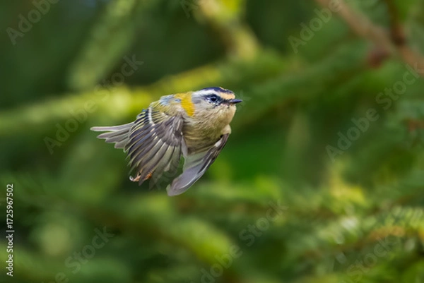 Fototapeta Close-up of a flying Firecrest, Regulus ignicapilla against a hazy green background of spruce trees