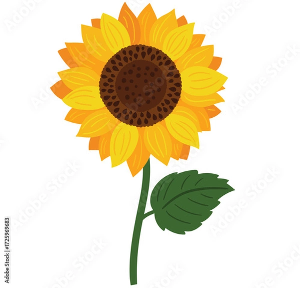 Obraz Vector sunflower on a white background