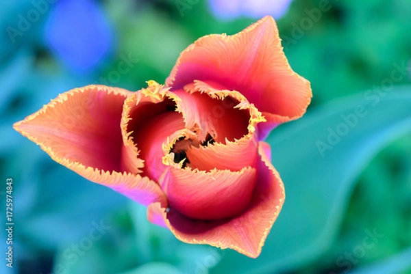 Obraz Tulipe rouge clair à coeur noir fermée