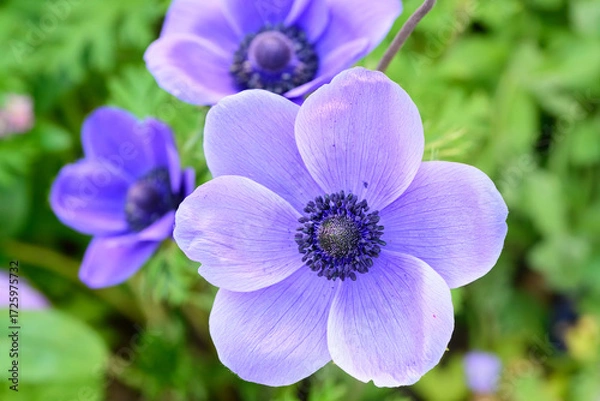 Obraz fleur anémone bleue violet