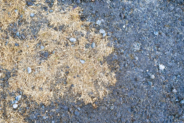 Fototapeta Dry weed grass on asphalt road.  Gravel stone texture background. Grunge and rough surface. Nature survivor, Never give up and hope concept.