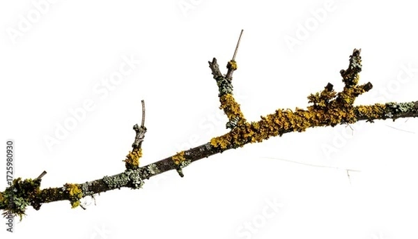 Obraz A branch with lichen