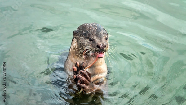 Fototapeta Wild otter from island of Borneo, Sandakan. But in absence of persecution and the presence of fish in cities, otter becomes trusting. Hairy-nosed Otter (Lutra sumatrana) caught a catfish