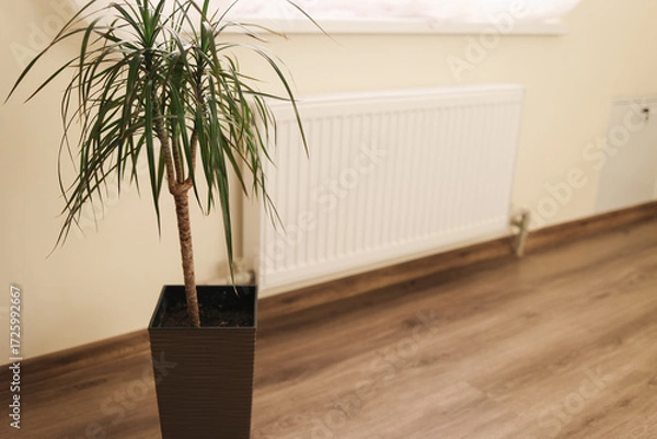 Fototapeta 
White radiator on wall with green plant in pot. Heating system in cozy room with wooden floor keeps home warm and comfortable during cold season.