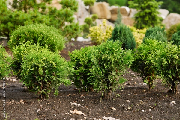 Obraz Small thuja trees growing in the garden outdoors. Cultivation of evergreen thuja. Coniferous evergreen trees in landscape design.