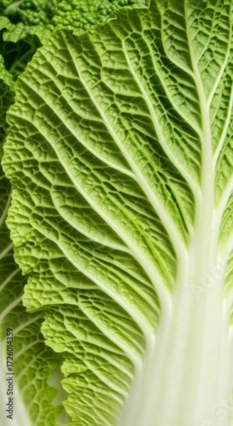 Obraz Vibrant Green Topography - An Abstract Macro View of a Crinkled Cabbage Leaf.