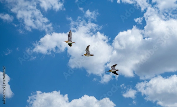 Fototapeta Close-up of three flying common snipe, Gallinago gallinago, against a background of a sky with blue patches and beautiful cumulus clouds