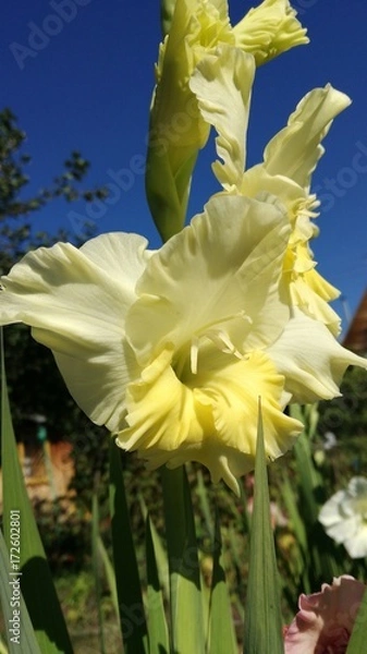 Fototapeta Гладиолус