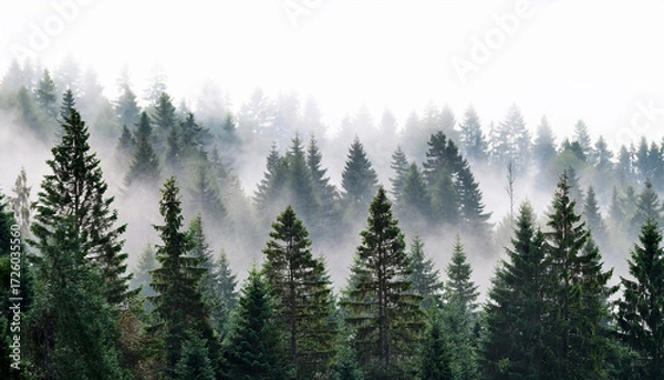 Fototapeta Misty Coniferous Forest On A White Background