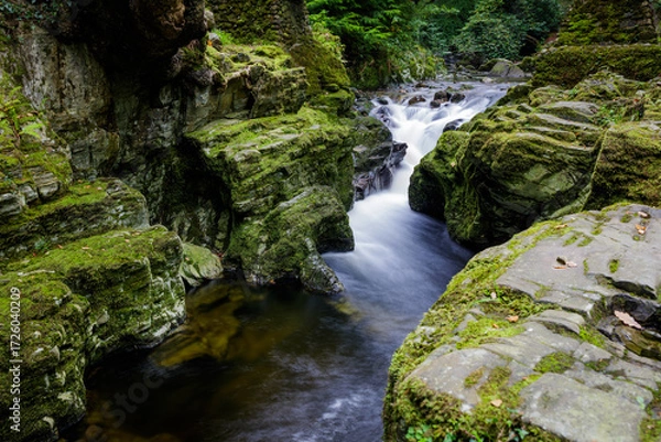Fototapeta A stream flowing through the forest mountain in Northern Ireland