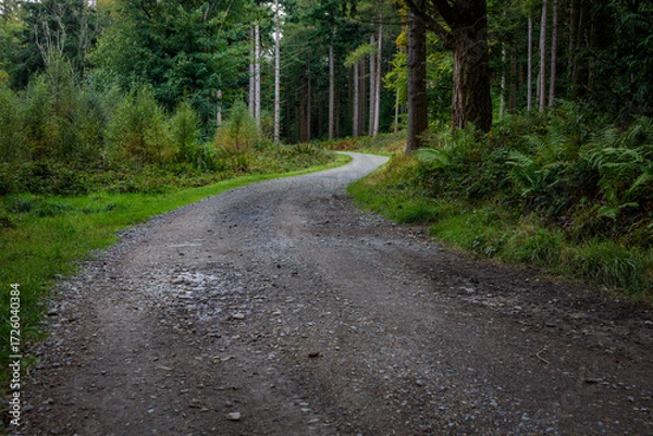 Obraz road in the forest