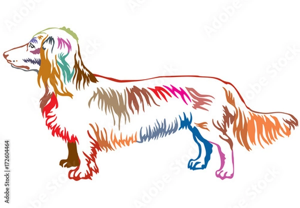 Fototapeta Colorful decorative standing portrait of dog Long-haired Dachshund vector illustration
