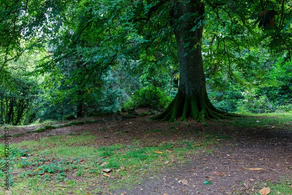 Fototapeta An ancient tree with moss-covered roots in a forest park, Northern Ireland.