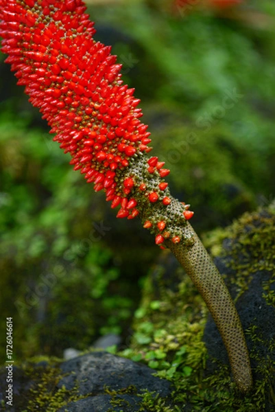 Fototapeta アンスリウムの実