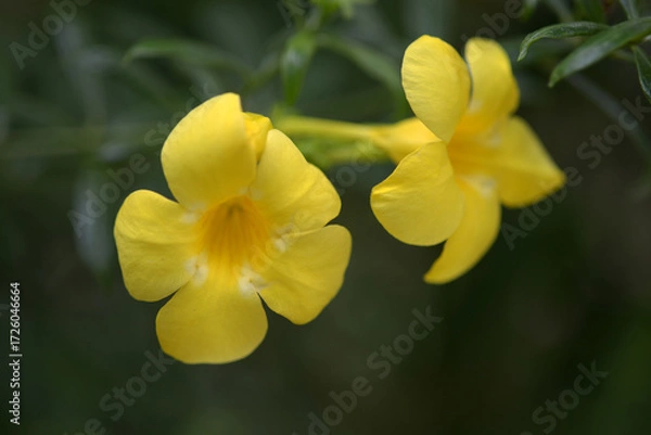 Fototapeta コバノアリアケカズラ