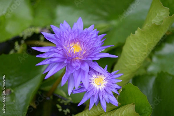 Fototapeta ニンファエア・キングオブサイアム　スイレン