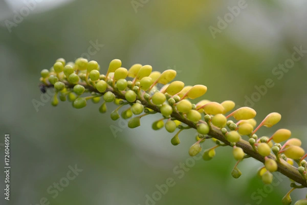 Fototapeta ノランテア・ギアネンシス