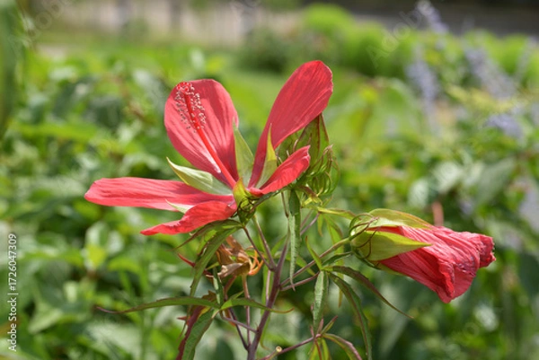 Fototapeta モミジアオイ